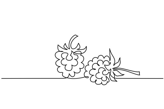 Continuous one line drawing. Raspberry berry fruit. Vector illustration