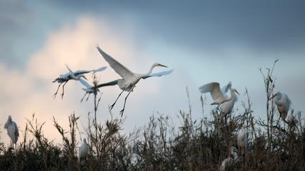 Fototapeta premium Egrets flying