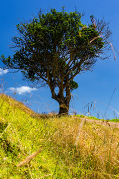lonely old Tree blue Sky, Waiheke Island, New Zealand