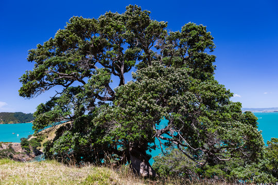 Chrismas Tree an der K&uuml;ste auf Insel Waiheke, Neusseland