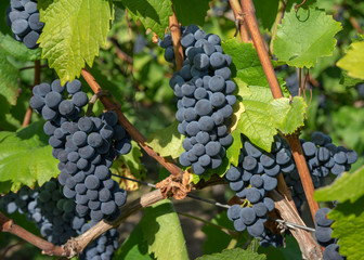 Fototapeta premium Pinot noir Trauben