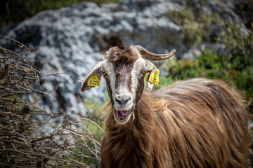 Greek goats