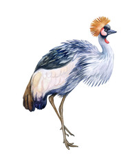 Grey crowned crane. Balearica regulorum. Bird of paradise isolated on white background. Watercolor. Illustration. Template. Hand drawing. Clipart. Close-up
