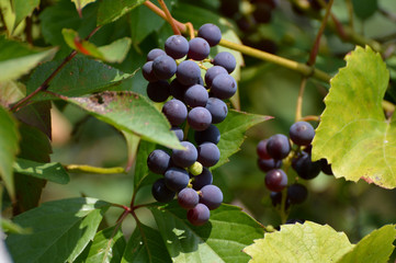 bunch of grapes