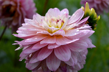 pink flower in the garden dahlia