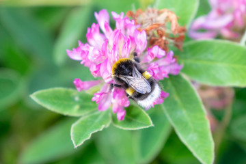 Bombus lucorum (white-tailed bumblebee), drinking nectar from Trifolium medium (Zigzag Clover), on Kökar, a municipality of the Åland Islands, Finland, in the Baltic Sea.