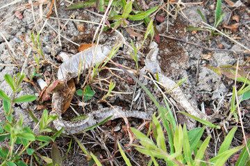 Snake skin, possibly of the common viper, blends in at Kökar, a municipality of the Åland Islands, Finland.