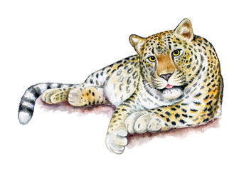 Leopard sitting. Big cat resting on a branch isolated on white background. Realistic watercolor. Illustrated. Template. Clip art. Close-up.