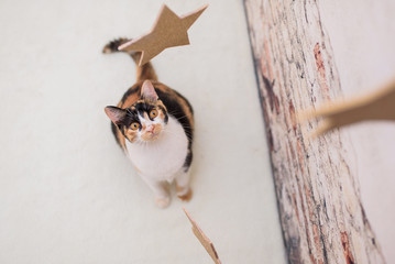 star cat