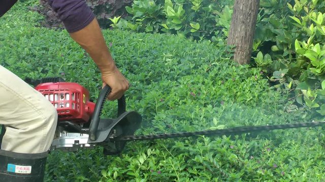 a gardener is pruning plants