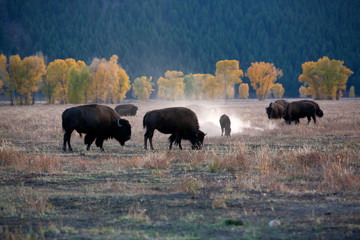herd of Buffalo at yellow stone 