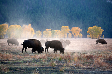 herd of Buffalo at yellow stone 