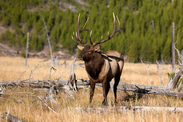 elk in yellowstone