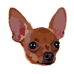 Cute little chihuahua dog vector illustration