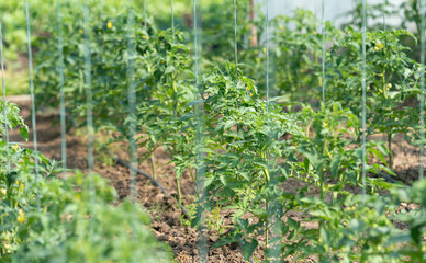Green tomato