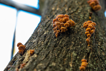 small mushrooms on the bark of a tree.