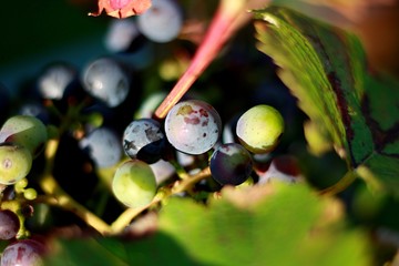 Fototapeta premium winogrona