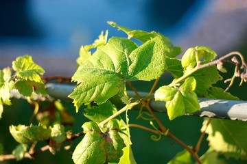 liście winogron 