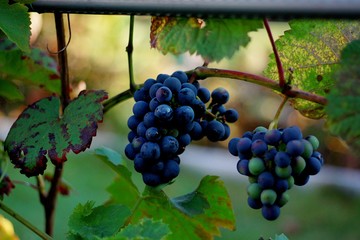 Obraz premium kiść winogron 