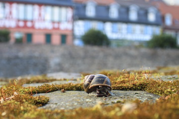 Schnecke vor buntem Fachewrk