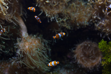 Fototapeta na wymiar ocellaris clownfish clown anemonefish clownfish false percula clownfish Amphiprion ocellaris animal Underwater Photo close up small fish
