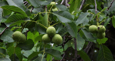 Green fruits of walnut