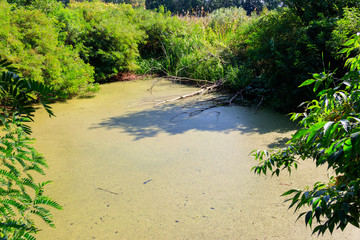 Swamp overgrown with duckweed in green forest