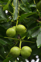 Green fruits of walnut