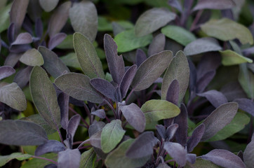 Sage green and purple leaf , close up. Salvia officinalis Purpurascens