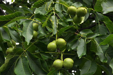 Green fruits of walnut
