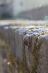 Schnecke auf Mauer