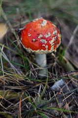 Amanita muscaria or fly agaric is a poisonous mushroom