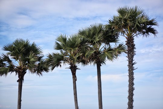 four palm trees against a blue sky.