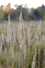 Fluffy autumn spikelets of grass on sunset