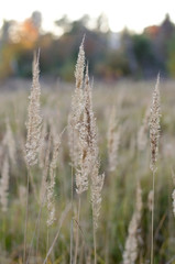 Fototapeta premium Fluffy autumn spikelets of grass on sunset