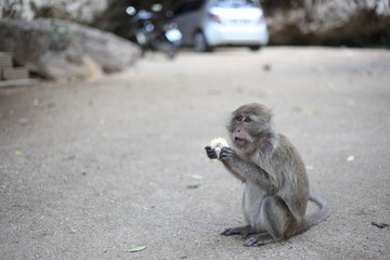 monkey in thailand eating corn holding two paws.