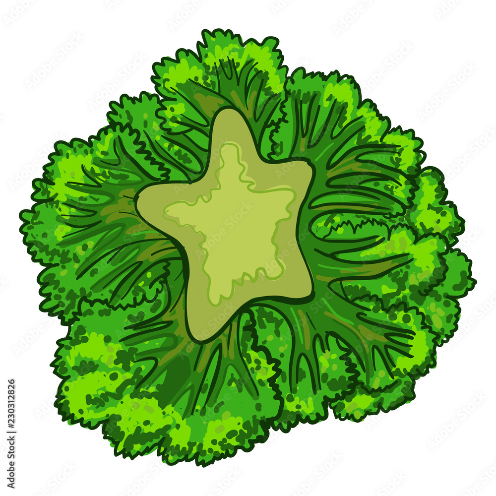 Poster broccoli cabbage icon. cartoon of broccoli cabbage vector icon for web design isolated on white back