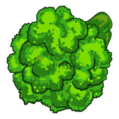 Natural broccoli icon. Cartoon of natural broccoli vector icon for web design isolated on white background