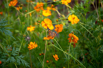yellow flowers in the field