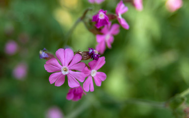 Fototapeta premium Fleur de Silène dioica