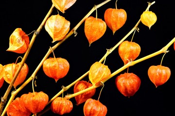 Physalis are herbaceous heat-loving plant, like a paper lantern on a black background.  Physalis is popular in garden design as an edible or ornamental plant.  