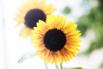 A pair of happy sunflowers dancing in the middle of a summers day