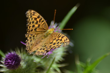thistle flower in springtime