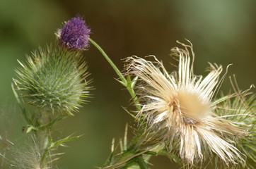 thistle flower in springtime