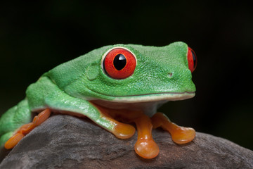 Close-up Red-eyed Tree Frog