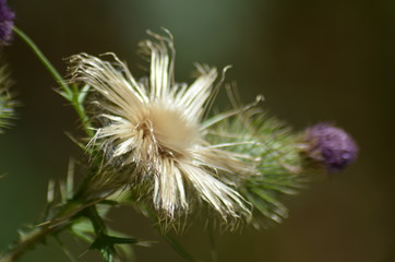 thistle flower in springtime