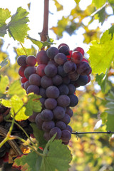 Naklejka premium Rebe an Weinstock