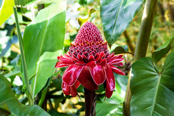 Vivid red Torch Ginger blossom (etlingera elatior) in the tropical rainforest near Hilo, on Hawaii's Big Island. Green Gold Dust Day Gecko (phelsuma laticauda) is on nearby leaf, looking at the camera