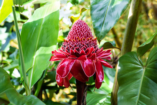 Vivid red Torch Ginger blossom (etlingera elatior) in the tropical rainforest near Hilo, on Hawaii's Big Island. Green Gold Dust Day Gecko (phelsuma laticauda) is on nearby leaf, looking at the camera