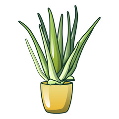 Aloe vera pot icon. Cartoon of aloe vera pot vector icon for web design isolated on white background
